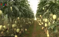 Lâm Đồng: Nhập khẩu hơn 90% cây giống nông nghiệp công nghệ cao