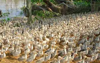 Long An tăng cường phòng chống cúm gia cầm