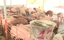 Giải cứu thịt lợn: Không chỉ làm ở phần ngọn
