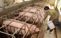 Giá lợn hơi rẻ hơn... rau, Bộ Nông nghiệp "cầu cứu" Thủ tướng