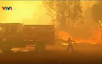 Chile ban bố lệnh báo động đỏ do cháy rừng thiêu rụi hơn 50ha