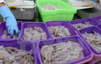 Australia cấm nhập tôm xanh, tôm nguyên liệu từ châu Á và Việt Nam