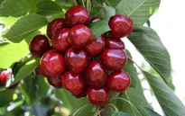 Nông dân làm giàu nhờ trồng cherry gắn với du lịch ở Trung Quốc