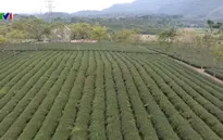 Đẩy mạnh xuất khẩu chè Thái Nguyên ra thị trường thế giới