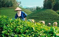 Việt Nam tăng cường xuất khẩu chè sang Mỹ