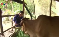 Tín dụng chính sách vùng Tây Nam Bộ phát huy hiệu quả kinh tế