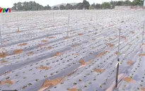Quy định về tiêu chí dự án nông nghiệp công nghệ cao