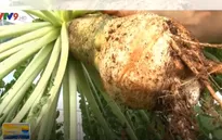 Độc đáo củ cải trắng khổng lồ tại Lâm Đồng