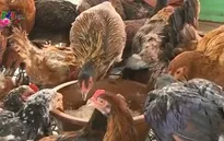 Phát hiện, tiêu hủy ổ cúm gia cầm H5N6 tại Quảng Ngãi