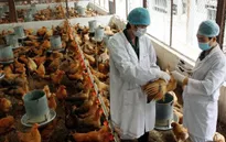 Bắc Giang chủ động phòng dịch cúm gia cầm