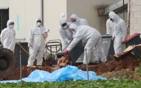 Hàn Quốc phát hiện thêm ổ dịch cúm gia cầm H5N6