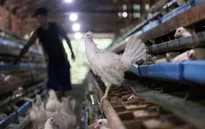 Phát hiện ổ dịch cúm gia cầm tại Philippines