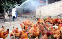 Hậu Giang khống chế ổ dịch cúm gia cầm