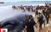 Người dân Brazil giải cứu cá voi 15 tấn mắc cạn