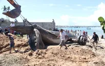 Cá voi 7 tấn dạt vào bờ biển Mũi Né, TP Phan Thiết