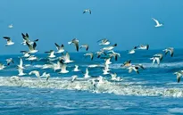 Liên Hợp Quốc kỷ niệm ngày Đại dương thế giới