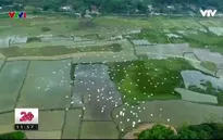 Người phụ nữ hơn 60 năm giữ đất nuôi cò