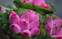 Hoa sen chớm nở đầu mùa đẹp dịu dàng góc phố Hà Nội