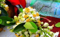 Hương hoa bưởi nồng nàn khắp phố phường Hà Nội