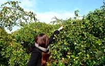 Giới trẻ Hà Nội thích thú ghé thăm vườn táo "ăn chán thì thôi"