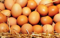Hàn Quốc sẽ nhập khẩu 1.500 tấn trứng gà tươi trước Tết Nguyên đán