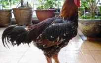 Giới thiệu gà Hồ trong Hội chợ Tết Việt 2017
