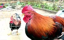 Chuyện con giáp Đinh Dậu 2017: Thú vị những câu chuyện về gà