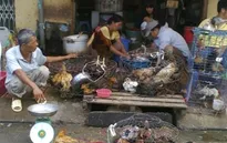 Cúm gia cầm - Nỗi lo từ thói quen giết mổ gia cầm sống tại chợ