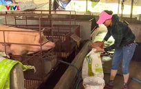 Người chăn nuôi đứng trên bờ vực phá sản do giá lợn thấp