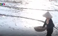 Tránh nắng nóng, nông dân Nghệ An cấy lúa lúc rạng sáng