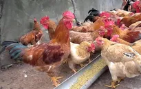 Cảnh báo nguy cơ mắc cúm gia cầm dịp lễ Tết