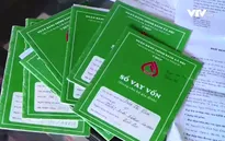 Hà Nam: Cả làng vỡ nợ vì giá lợn thấp kỷ lục