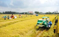 Hiệu quả mở rộng hạn điền ở Ninh Bình
