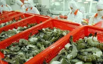 Xuất khẩu tôm sang Trung Quốc tăng 30%
