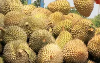 Đăk Nông: Công ty dùng hóa chất ngâm sầu riêng bị phạt 60 triệu đồng