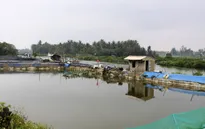 ĐBSCL: Người dân ồ ạt nuôi tôm thẻ chân trắng trong vùng nước ngọt
