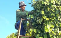 Nông dân lao đao vì hồ tiêu giảm giá mạnh