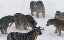 VIDEO cuộc đua giữa hổ Siberia và máy bay không người lái tại Trung Quốc
