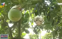 Thăm gia đình nông dân trồng bưởi tạo hình bán Tết