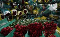 Colombia xuất khẩu 500 triệu cành hoa sang Mỹ dịp Valentine