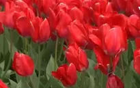 Rực rỡ lễ hội hoa tulip tại bang Washington (Mỹ)