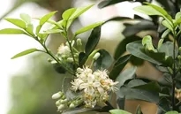 Hà Nội thơm dịu mát cùng sắc trắng tinh khôi của hoa bưởi