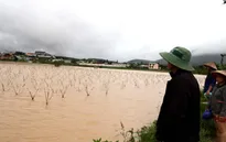 Hàng trăm ha hoa màu tại Lâm Đồng bị bão số 12 cuốn trôi