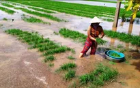 Nhiều diện tích hoa màu ở Bạc Liêu bị ngập nước