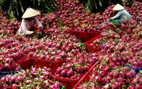 Nhật Bản xem xét nới lỏng quy định nhập khẩu hoa quả tươi Việt Nam