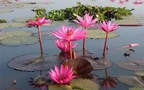 Chiêm ngưỡng vẻ đẹp hoa súng trên vùng đất Tha La