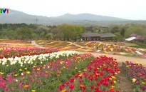 Du khách nô nức tới Lễ hội hoa tulip ở Nhật Bản
