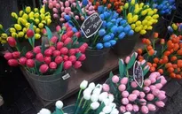 Chiêm ngưỡng chợ hoa rực rỡ màu sắc ở Amsterdam