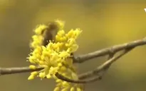 Sắc hoa Sơn thù du vàng óng làng quê Hàn Quốc