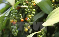 Giá hồ tiêu giảm, người dân vẫn đua nhau trồng mới